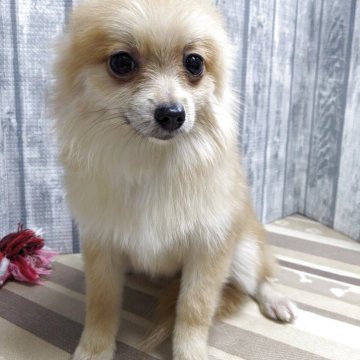 ポメラニアン【埼玉県・女の子・2025年4月23日・オレンジ】の写真「可愛い女の子です」