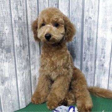 トイプードル(トイ)【埼玉県・男の子・2025年7月15日・オレンジフォーン】の写真「可愛い男の子です」