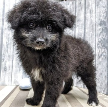 ポメプー(ポメラニアン×トイプードル)【埼玉県・男の子・2025年7月14日・ブラック】の写真「可愛い男の子です」