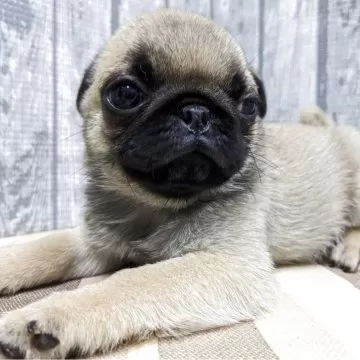 ★パグ子★ページ Amazon.co.jp: パグ (新犬種別ガイド・シリーズ) : 愛犬の友編集