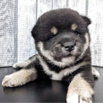 柴犬(豆柴)【埼玉県・女の子・2025年4月29日・黒】の写真「離乳食を食べ初めました」