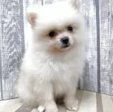 ポメラニアン
