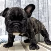 ミックス(ブルドッグ×フレンチブルドッグ)【埼玉県・女の子・2025年9月3日・,ブリンドル】の写真1「10/18にて体重は2,04kgになります」