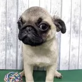 パグ