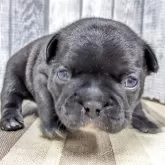 フレンチブルドッグ