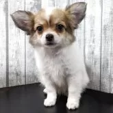チワワ(ロング)