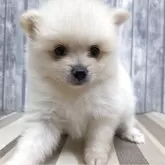 ポメラニアン