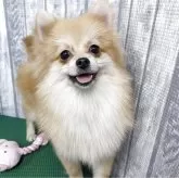 ポメラニアン