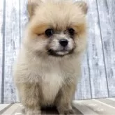 ポメラニアン