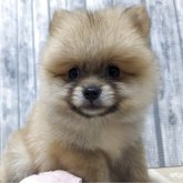 ポメラニアン