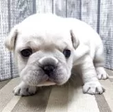 フレンチブルドッグ