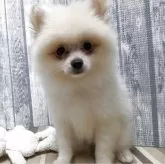 ポメラニアン