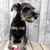 ミニチュアシュナウザー【埼玉県・男の子・2025年7月20日・ソルト&ペッパー】の写真2「9/11にてワクチン6種接種済」