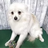 ポメラニアン【埼玉県・女の子・2025年4月23日・クリーム】の写真2「9/11にて狂犬病予防注射接種済」