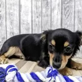 チワックス(チワワ×ダックスフンド)【埼玉県・女の子・2025年6月15日・ブラックタン】の写真3「10/14にて3回目ワクチン6種接種済」