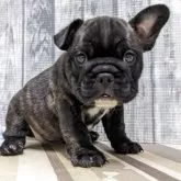 ミックス(ブルドッグ×フレンチブルドッグ)【埼玉県・女の子・2025年9月3日・,ブリンドル】の写真4