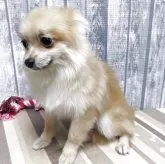 ポメラニアン【埼玉県・女の子・2025年4月23日・オレンジ】の写真5