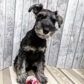 ミニチュアシュナウザー【埼玉県・男の子・2025年7月20日・ソルト&ペッパー】の写真5