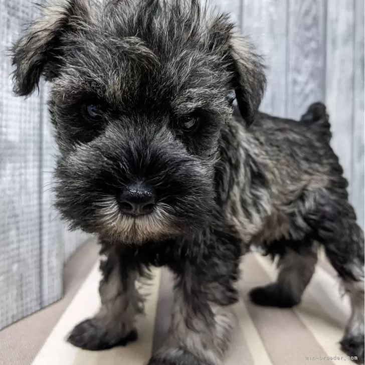 ID：2402-01918の子犬