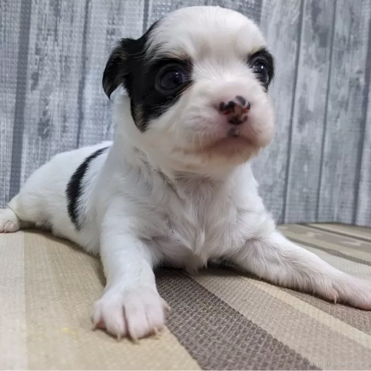 ID：2407-05017の子犬