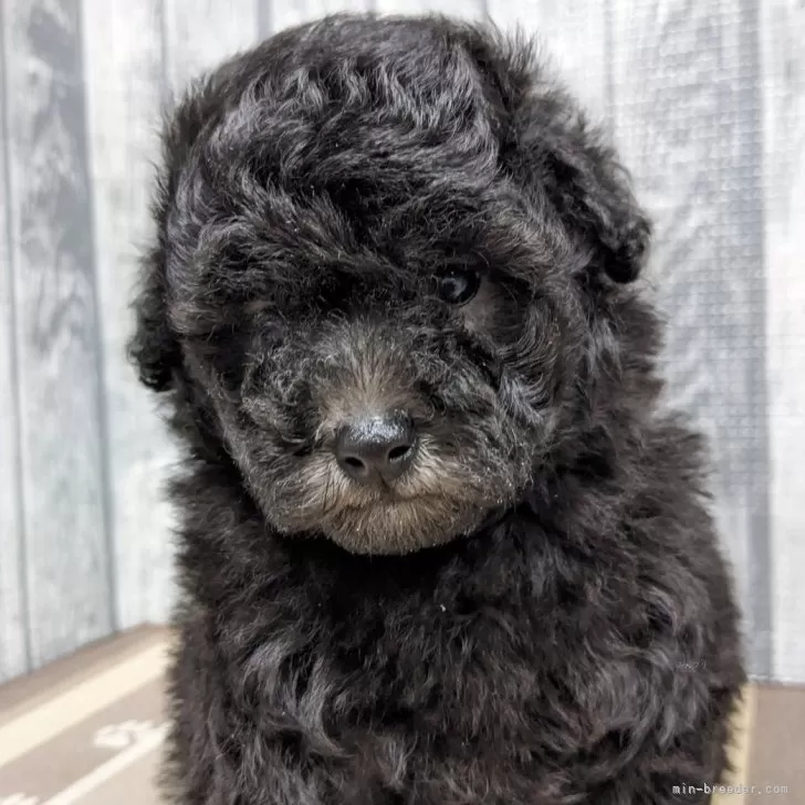 ID:2408-06374の子犬