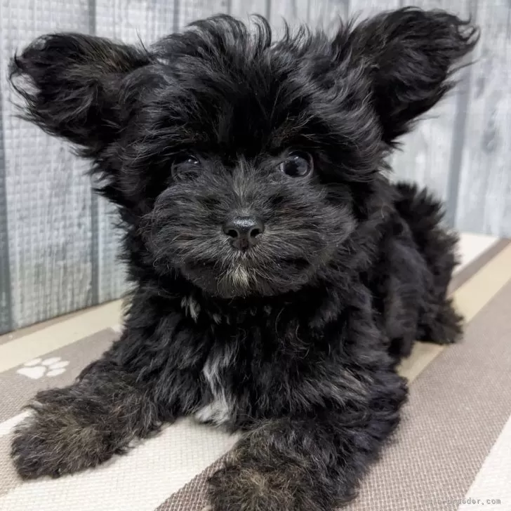 ID：2404-06575の子犬