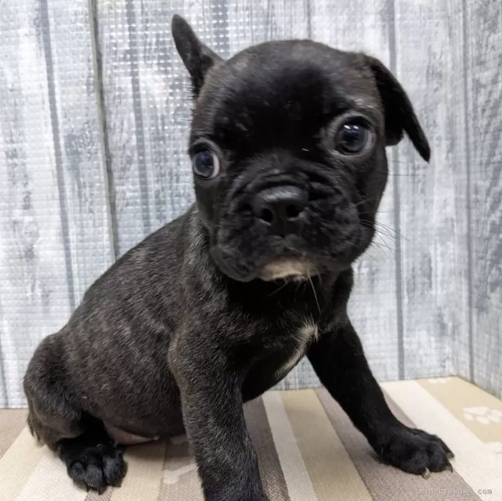 ID:2404-06241の子犬
