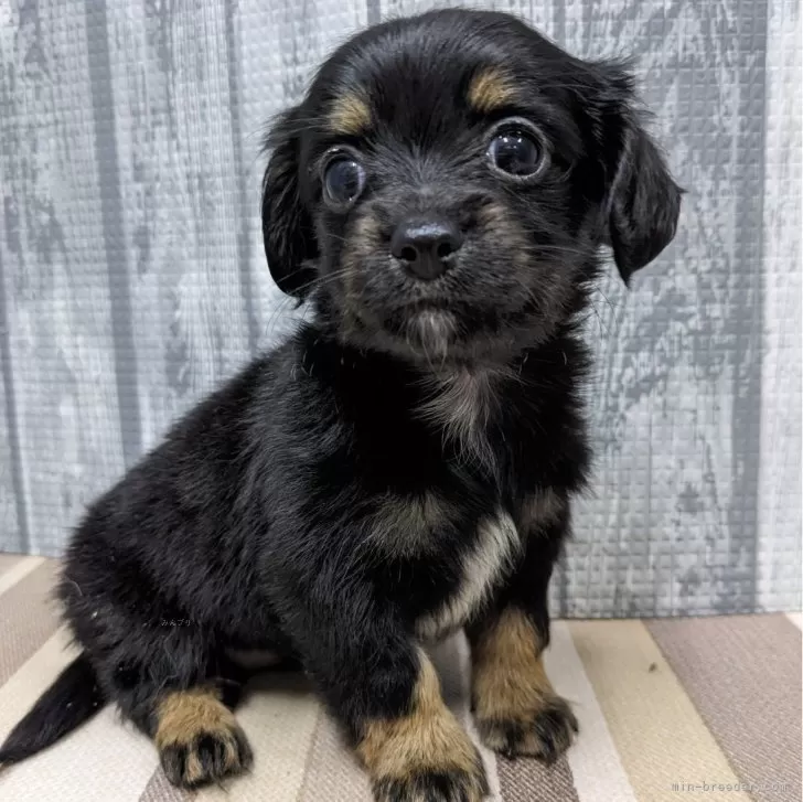 ID：2402-01003の子犬