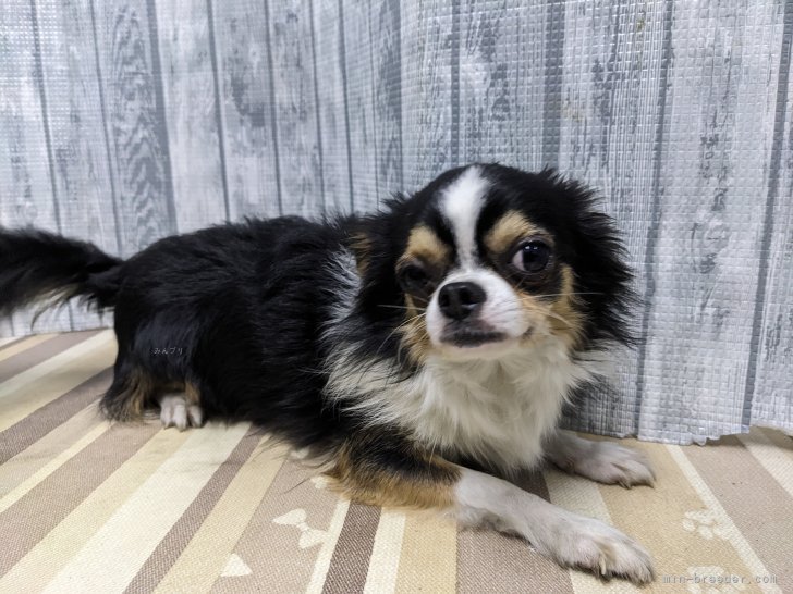 チワワ(ロング)【・男の子・2023年5月16日・ブラックタンホワイト】