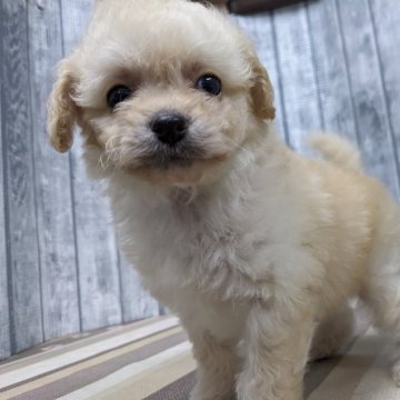 チワプー(チワワ×トイプードル)【埼玉県・男の子・2024年7月14日・クリーム】の写真「可愛い男の子です」