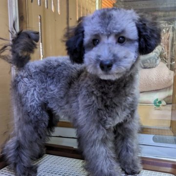 チワプー(チワワ×トイプードル)【埼玉県・女の子・2023年12月29日・シルバー】の写真「人懐っこい女の子になります😊」