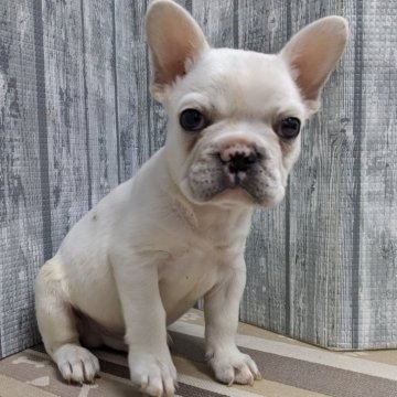 フレンチブルドッグ【埼玉県・男の子・2024年4月10日・クリーム】の写真「　可愛い男の子です」