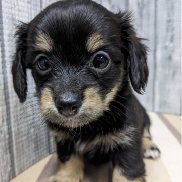 チワックス(チワワ×ダックスフンド)【埼玉県・女の子・2023年12月26日・ブラックタン】の写真「足の短い甘えん坊な女の子です😄」