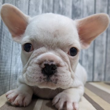 フレンチブルドッグ【埼玉県・男の子・2024年7月8日・クリーム】の写真「小柄な男の子です」