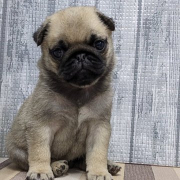 パグ【埼玉県・女の子・2024年3月15日・フォーン】の写真「可愛い女の子です✨」