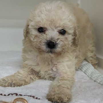 トイプードル(トイ)【埼玉県・女の子・2024年6月25日・クリーム】の写真「可愛い女の子です」