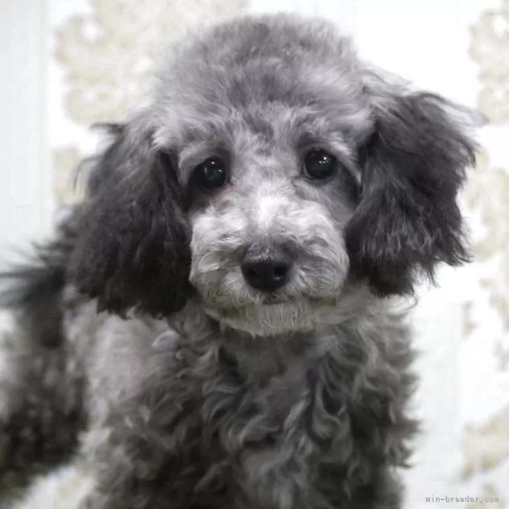 TERA 様のお迎えした子犬