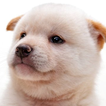 柴犬(標準サイズ)【埼玉県・男の子・2025年7月5日・白】の写真「【一目惚れするような顔立ち！高品質な子犬です！！】」