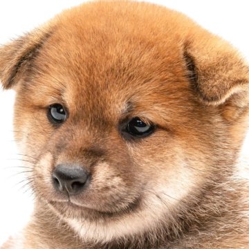 柴犬(標準サイズ)【埼玉県・男の子・2025年7月5日・赤】の写真「【一目惚れするような顔立ち！高品質な子犬です！！】」