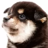 柴犬(標準サイズ)
