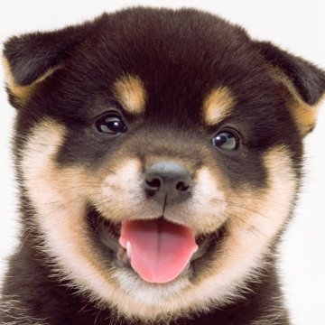 柴犬(標準サイズ)【埼玉県・女の子・2024年6月25日・黒】の写真「【一目惚れするような顔立ち！高品質な子犬です！！】」