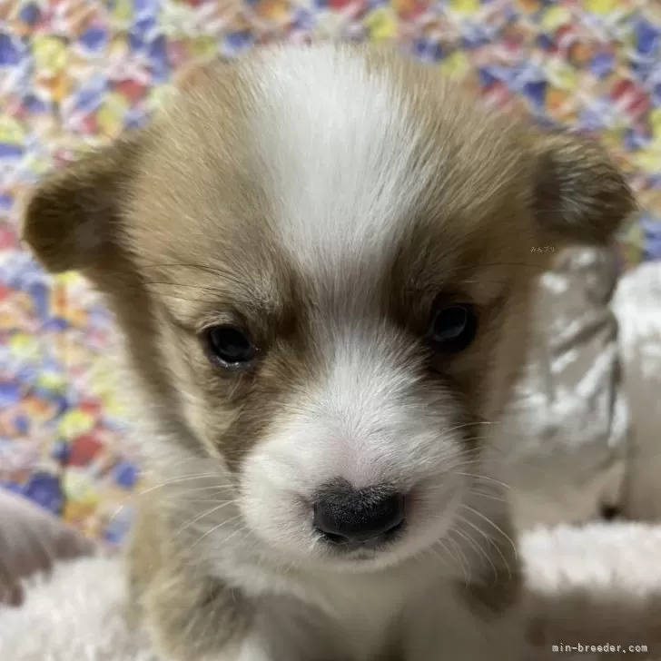 M.T 様のお迎えした子犬