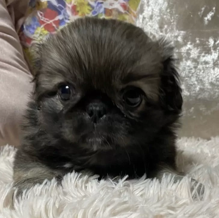 みみ 様のお迎えした子犬