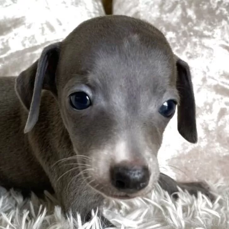ねんねんこ 様のお迎えした子犬