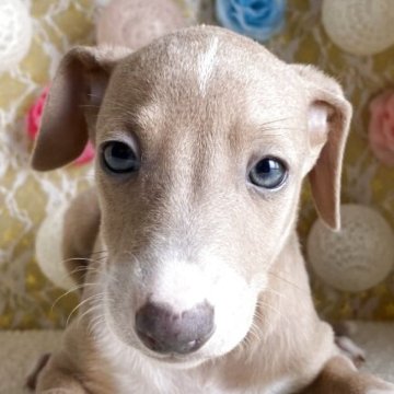 イタリアングレーハウンド【茨城県・男の子・2025年7月14日・ブルーフォーン&ホワイト】の写真「両親遺伝子🧬クリアです！」