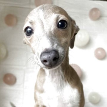 イタリアングレーハウンド【茨城県・女の子・2025年7月31日・ブルーフォーン&ホワイト】の写真「見学時に引渡しできます😊ウルウルおめめ🥺」