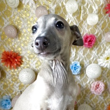 イタリアングレーハウンド【茨城県・女の子・2025年7月31日・ブルーフォーン&ホワイト】の写真「見学時に引渡しできます😊最終価格です🐾」