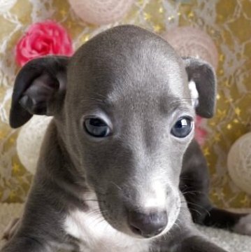 イタリアングレーハウンド【茨城県・女の子・2025年7月14日・ブルー&ホワイト】の写真「両親遺伝子🧬DMクリアです！」