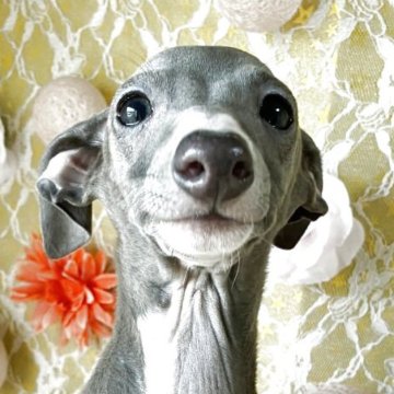 イタリアングレーハウンド【茨城県・女の子・2025年7月31日・ブルー&ホワイト】の写真「見学時に引渡しできます😊可愛さ倍増中🥰」