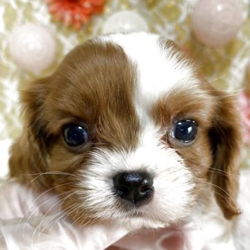 キャバリア【茨城県・女の子・2025年8月10日・ブレンハイム】の写真「とってもcuteなお顔立ちです🤗💕」